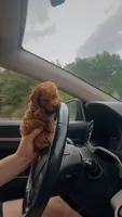 Teddy🧸 F1b toy golden doodle , a male Miniature Goldendoodle for sale in Spartanburg, SC – 2 of 2
