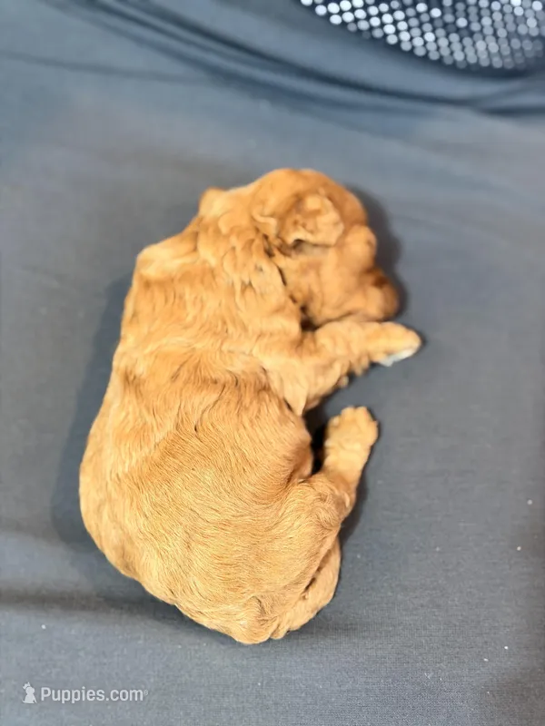 Teddy🧸 F1b toy golden doodle  – Miniature Goldendoodle puppy for sale in Spartanburg, SC