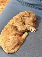 Teddy🧸 F1b toy golden doodle , a male Miniature Goldendoodle for sale in Spartanburg, SC – Photo 3 of 3