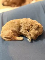 Teddy🧸 F1b toy golden doodle , a male Miniature Goldendoodle for sale in Spartanburg, SC – Photo 2 of 3