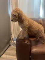 Maple🍯🍁, a female Goldendoodle for sale in Greenville, SC – Photo 2 of 4