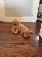 Maple🍯🍁, a female Goldendoodle for sale in Greenville, SC – Photo 1 of 4