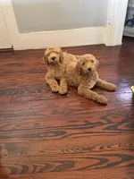 Maple🍯🍁, a female Goldendoodle for sale in Greenville, SC – Photo 3 of 4