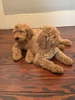 Maple🍯🍁, a female Goldendoodle for sale in Greenville, SC – Photo 4 of 4