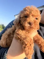 Mochi🌸 f1b toy golden doodle , a female Miniature Goldendoodle for sale in Spartanburg, SC – 2 of 5