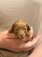 Mochi🌸 toy golden doodle , a female Miniature Goldendoodle for sale in Greenville, SC – Photo 2 of 3