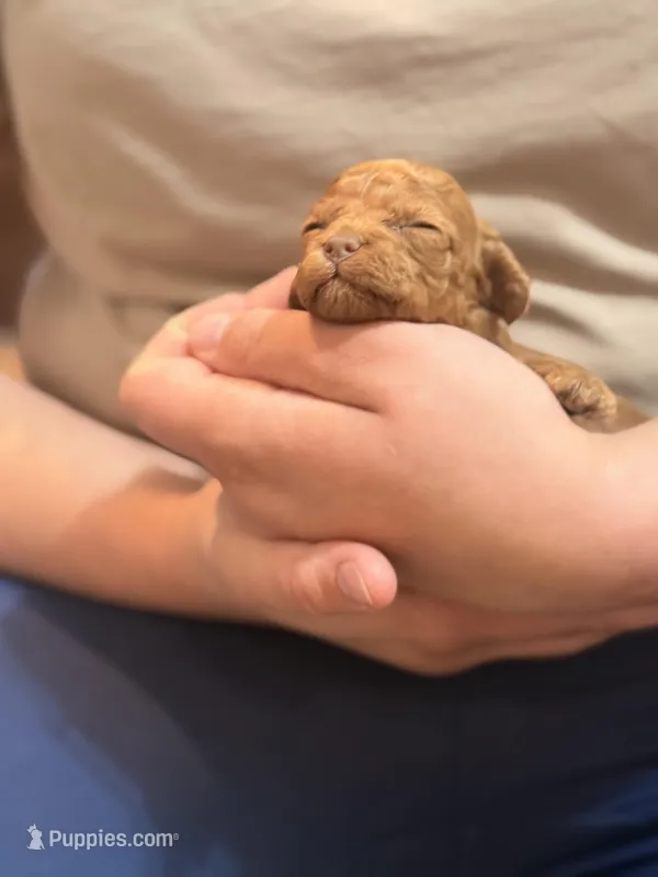 Mochi🌸 toy golden doodle  – Miniature Goldendoodle puppy for sale in Greenville, SC