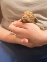 Mochi🌸 toy golden doodle , a female Miniature Goldendoodle for sale in Greenville, SC – Photo 1 of 3