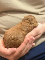 Mochi🌸 toy golden doodle , a female Miniature Goldendoodle for sale in Greenville, SC – Photo 3 of 3