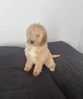 Sugar, a female Goldendoodle for sale in Greenville, SC – Photo 2 of 2