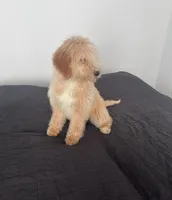 Sugar, a female Goldendoodle for sale in Greenville, SC – Photo 1 of 2