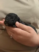 Midnight  F1b Toy golden doodle, a female Miniature Goldendoodle for sale in Spartanburg, SC – Photo 3 of 3