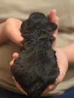 Midnight  F1b Toy golden doodle, a female Miniature Goldendoodle for sale in Spartanburg, SC – Photo 2 of 3