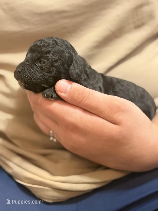 Midnight  F1b Toy golden doodle – Miniature Goldendoodle puppy for sale in Spartanburg, SC
