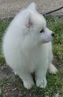 Pink, a female Samoyed for sale in Severna Park, MD – 5 of 7