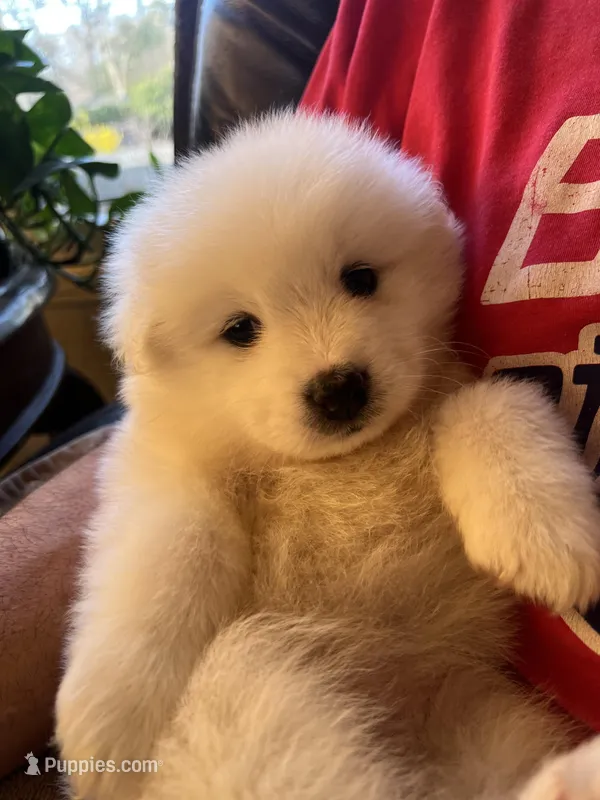 Pink – Samoyed puppy for sale in Severna Park, MD