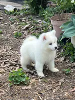 Pink, a female Samoyed for sale in Severna Park, MD – 1 of 7