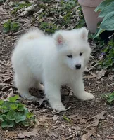 Pink, a female Samoyed for sale in Severna Park, MD – 2 of 7