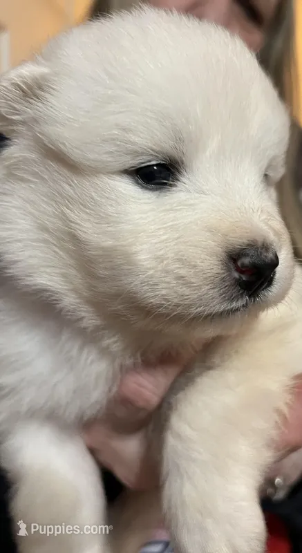 Pink – Samoyed puppy for sale in Severna Park, MD