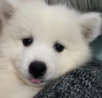 Pink, a female Samoyed for sale in Severna Park, MD – 3 of 7