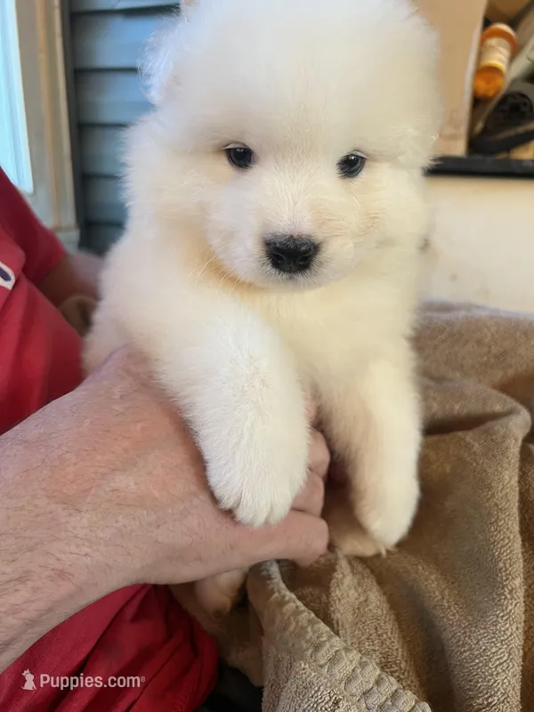 Green – Samoyed puppy for sale in Severna Park, MD