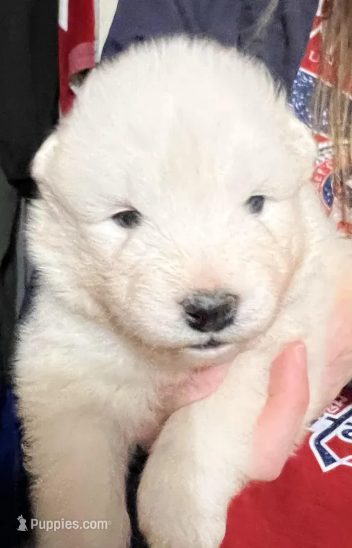 Green – Samoyed puppy for sale in Severna Park, MD