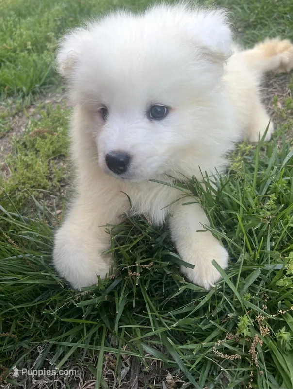 Teddy (green) – Samoyed puppy for sale in Severna Park, MD