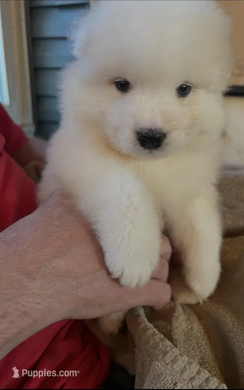 Green – Samoyed puppy for sale in Severna Park, MD