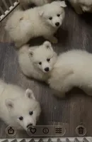 Teddy (green), a male Samoyed for sale in Severna Park, MD – Photo 2 of 7