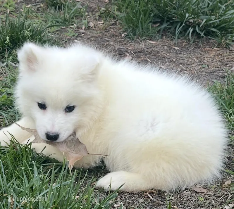 Red – Samoyed puppy for sale in Severna Park, MD