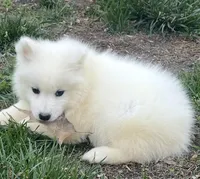 Red, a male Samoyed for sale in Severna Park, MD – 1 of 6