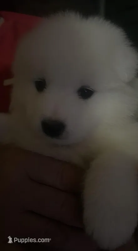 Red – Samoyed puppy for sale in Severna Park, MD