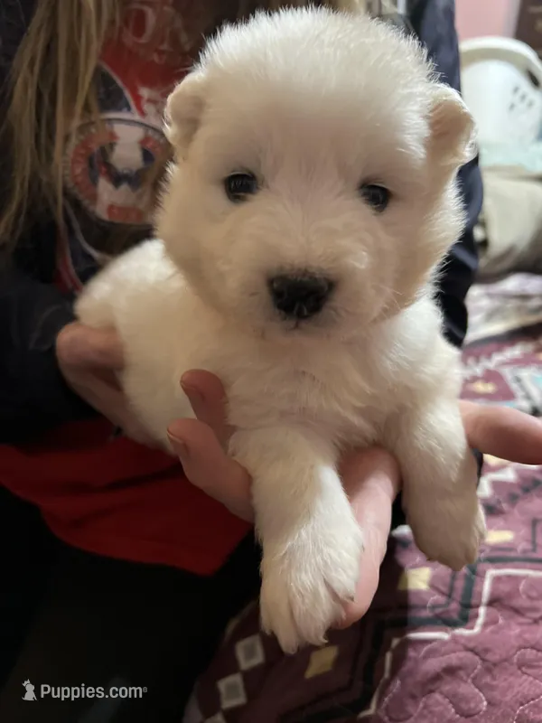 Red – Samoyed puppy for sale in Severna Park, MD