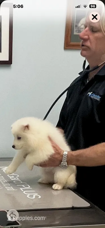 Red – Samoyed puppy for sale in Severna Park, MD