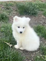 Red, a male Samoyed for sale in Severna Park, MD – 2 of 6
