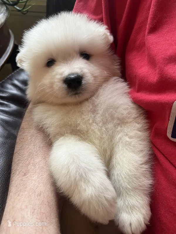 Black – Samoyed puppy for sale in Severna Park, MD