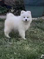Black, a male Samoyed for sale in Severna Park, MD – Photo 1 of 6