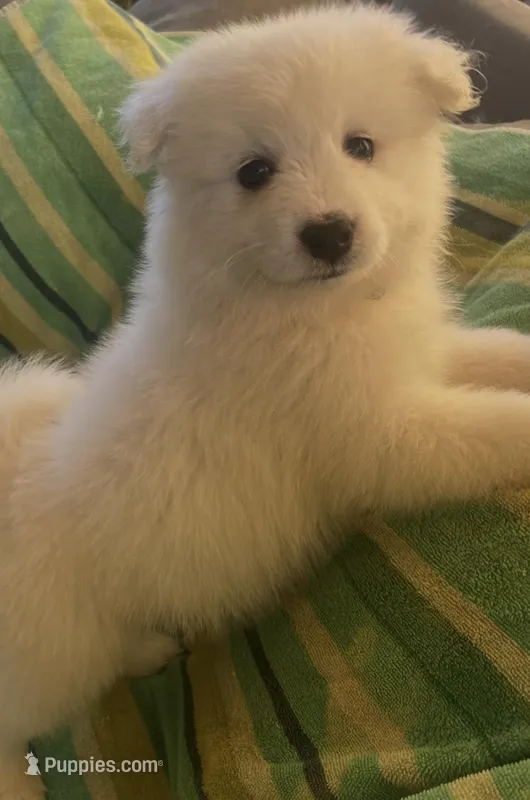 Silver – Samoyed puppy for sale in Severna Park, MD