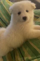 Silver, a male Samoyed for sale in Severna Park, MD – Photo 3 of 7