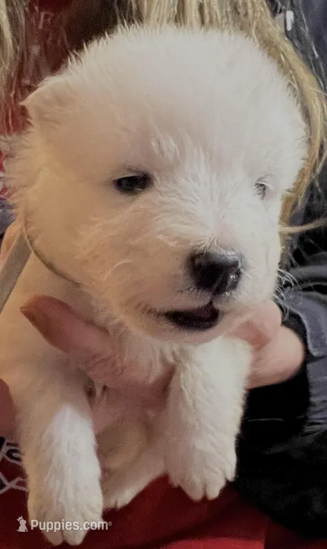 Silver – Samoyed puppy for sale in Severna Park, MD