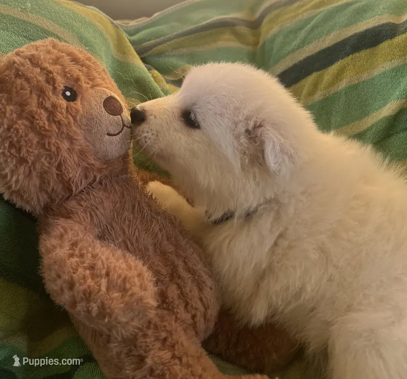 Silver – Samoyed puppy for sale in Severna Park, MD