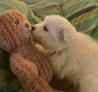 Silver, a male Samoyed for sale in Severna Park, MD – Photo 2 of 7