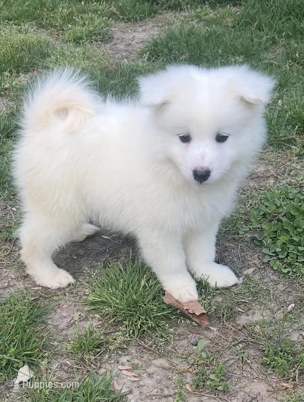 Silver – Samoyed puppy for sale in Severna Park, MD