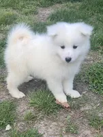 Silver, a male Samoyed for sale in Severna Park, MD – Photo 1 of 7