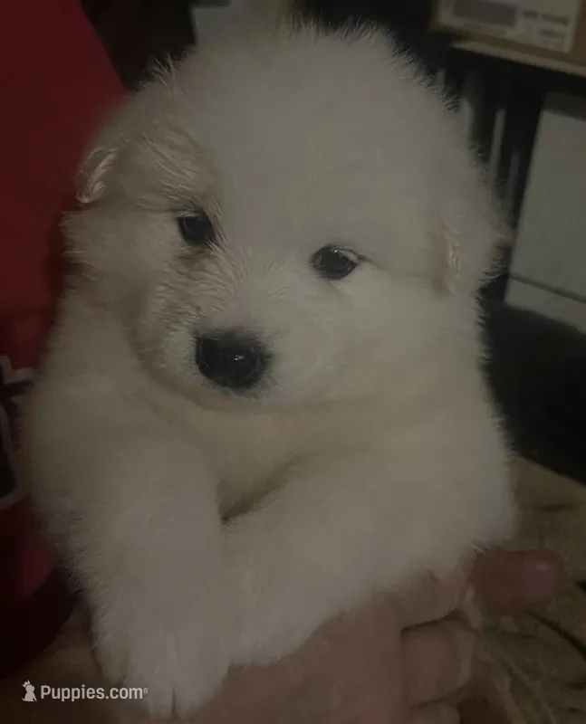 Blue – Samoyed puppy for sale in Severna Park, MD