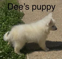 Blue, a male Samoyed for sale in Severna Park, MD – 2 of 10