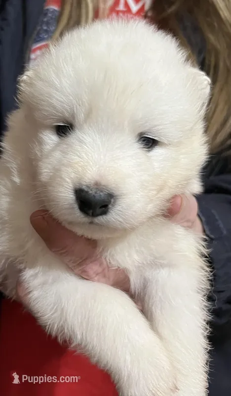 Blue – Samoyed puppy for sale in Severna Park, MD