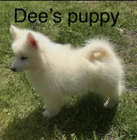 Blue, a male Samoyed for sale in Severna Park, MD – 4 of 10