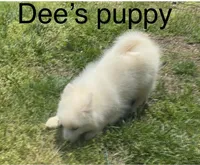 Blue, a male Samoyed for sale in Severna Park, MD – 3 of 10