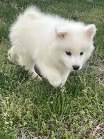 Blue, a male Samoyed for sale in Severna Park, MD – 6 of 10